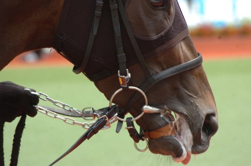 馬具、乗馬、おもがい、くつわ、ハミ、競馬、競争馬