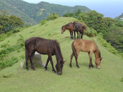 御崎馬