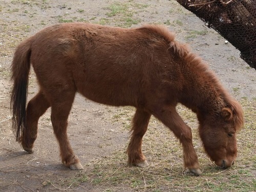 野間馬