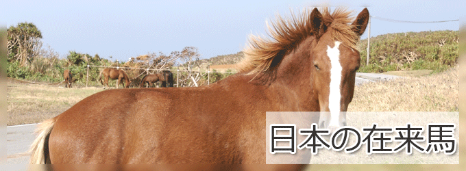 日本古来の在来馬・和種馬